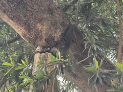 -暨南大学（石牌校区）明湖楼