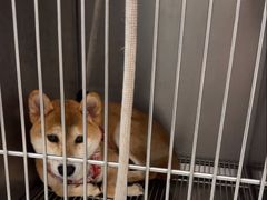 -瑞派康怡24h宠物医院·犬猫医疗中心·微创绝育(瑞景分院)