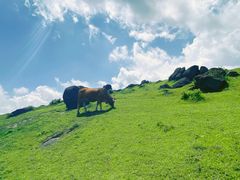 -大姆山草场