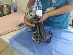 -美联众合动物医院·24h京西诊疗中心