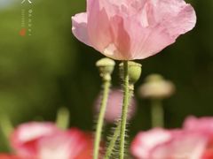 -上海滨江森林公园