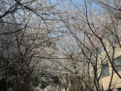-上海财经大学(国定路校区)