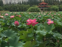 -青城公园