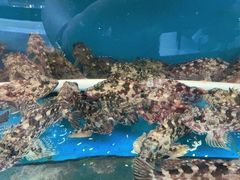 -渔中舟海鲜大排档(普陀沈家门店)