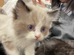 -楼上猫咖(罗湖店)