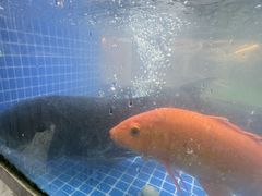 -全乐鱼馆·淳牌有机鱼直营店