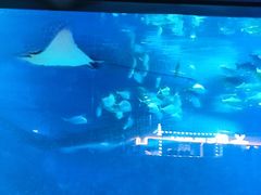 -烟台海昌鲸鲨海洋公园