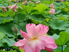 -陈家山荷花公园