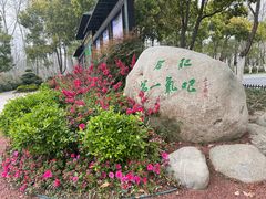 -合肥滨湖国家森林公园