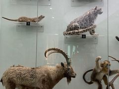 -国家自然博物馆