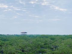 -北海金海湾红树林生态旅游区