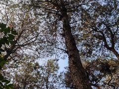 -铁山坪森林公园