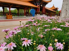 -洛龙公园