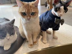 -飞行喵MR PILOT|猫舍·猫咖(静安大融城店)