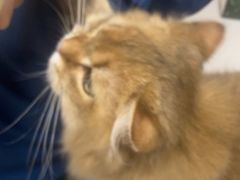 -瑞派康怡24h宠物医院·犬猫医疗中心·微创绝育(瑞景分院)