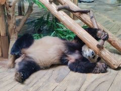 -深圳野生动物园