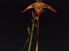 -北京植物园-展览温室