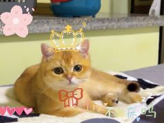 -瑞派宠物医院·犬猫全科·猫友好(宾水西道店)