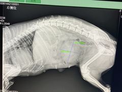 -佑安动物医院·全科·内窥镜中心(幸福巷店)