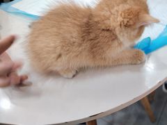 -帕帕拉兹宠物(亚洲旗舰店)