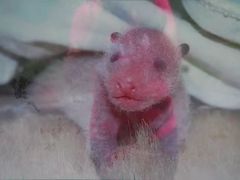 -中国大熊猫保护研究中心雅安碧峰峡基地