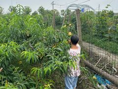 -南汇新场正宗水蜜桃采摘