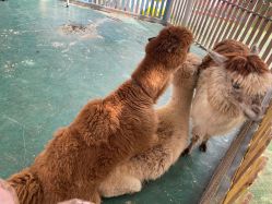 -萌宠亲子动物乐园(槐房万达店)