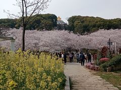 -苏州上方山国家森林公园
