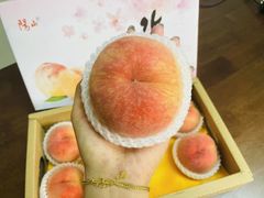 -老袁家蜜桃农场·阳山水蜜桃