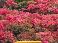 -木兰云雾山