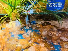 -亚马逊蒸汽活海鲜自助(LCM置汇旭辉广场店)