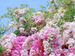 -深圳国际园林花卉博览园