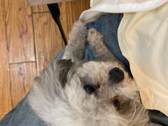 -志龙皇冠吃货椰子铺