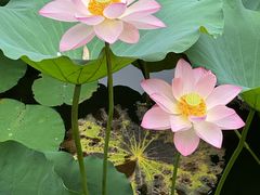 -荔湾湖公园