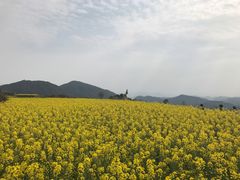 -桑洲油菜花景区