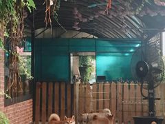 -柴犬高等学院·狗咖·柴犬售卖·宠物训练