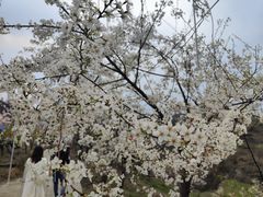 -树厨贵州菜(铜仁花果山店)