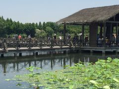 -溱湖国家湿地公园