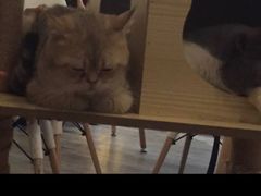-猫爷宠物生活馆·撸猫馆