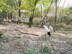 -合肥野生动物园