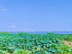 -莲花岛景区