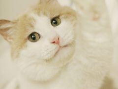 -刘胖子家常菜·蹄花焖藕(中央花园店)