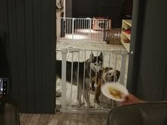 -百好乐宠物友好餐厅(朝外大街店)