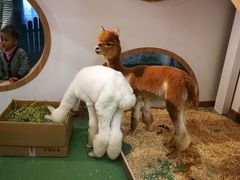 羊驼-藦茜花园宠物主题亲子互动体验馆(国顺东路店)