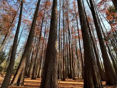 -青龙山国家森林公园
