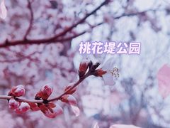 -桃花堤公园