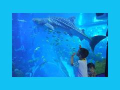 -成都浩海立方海洋公园