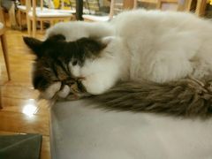 -喵园·猫主题咖啡厅·撸猫·猫咖(国贸店)