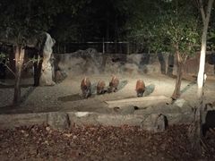 -清迈夜间动物园