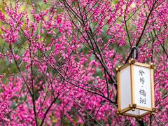 -橘子洲景区